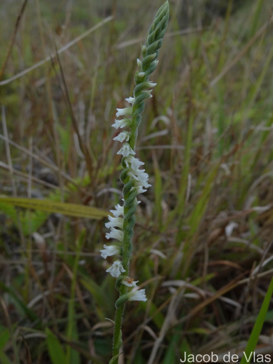 Spiranthes australis (R.Br.) Lindl.
